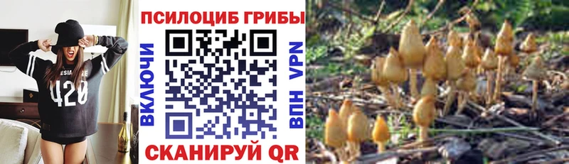 hydra   Кыштым  Псилоцибиновые грибы мицелий 